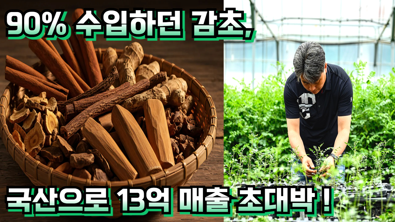 90% 수입하던 감초,국산으로 13억 매출 초대박! 